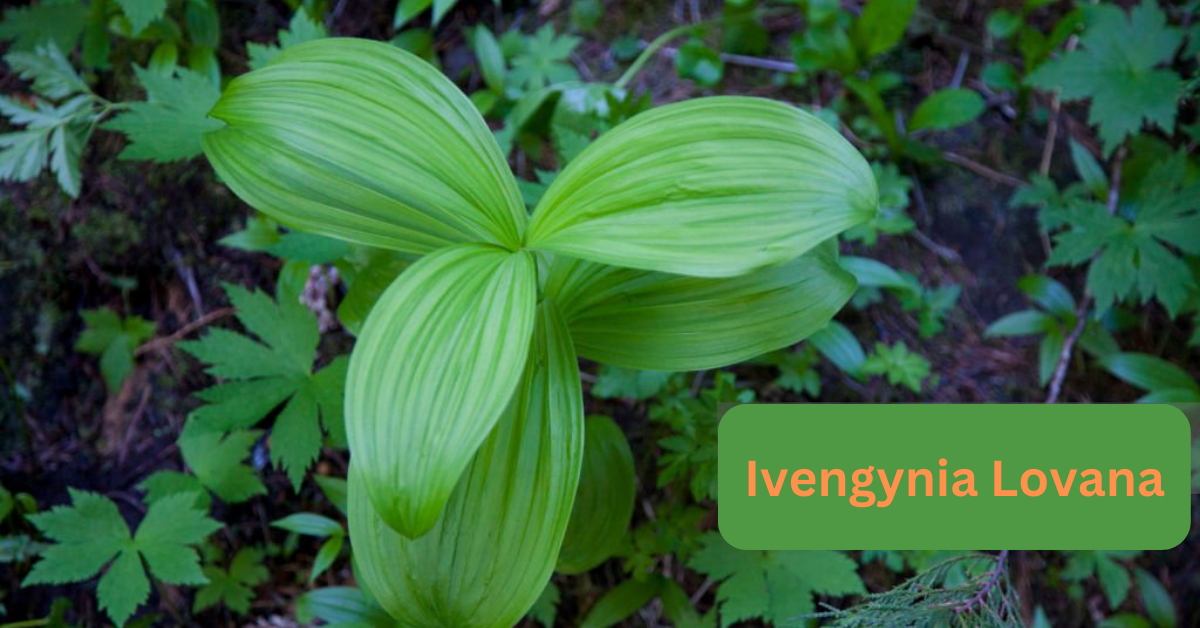 Ivengynia Lovana: Nature’s Hidden Botanical Treasure